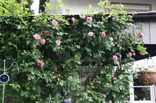 Rose Hl.Elisabeth     0326.webp