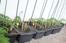 Mai   0426.webp