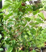 Zwerg Maulbeere Mojo Berry.webp Zwerg Maulbeere Mojo Berry.webp