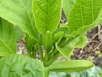 Knospen.webp Knospen.webp