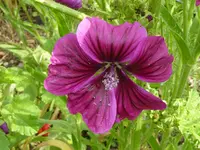 Wilde Malve.webp Wilde Malve.webp
