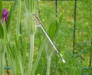 Blaue Federlibelle.webp Blaue Federlibelle.webp