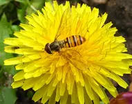 Hainschwebfliege.webp Hainschwebfliege.webp