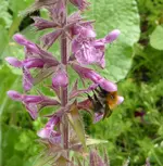 Ackerhummel.webp Ackerhummel.webp