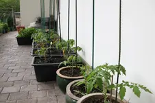 Mai   0126.webp