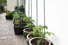 Mai   0326.webp