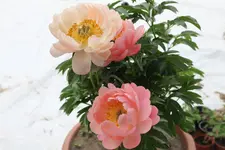 Pfingstrose 'Coral Sunset!.webp