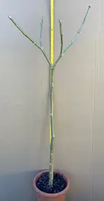 Brugmansia rosa-A-Steckholz-Lava*2026-05-25*01.webp