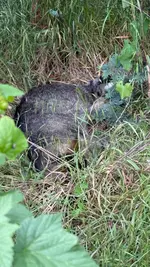 Schlafende Katze