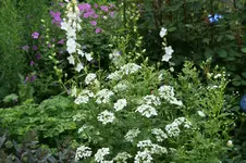 Orlaya0220.webp