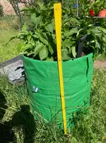 Sac-Kartoffeln*26-05-25*01.webp