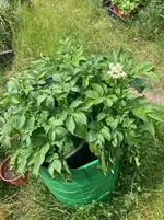Sac-Kartoffeln*26-05-30*01.webp