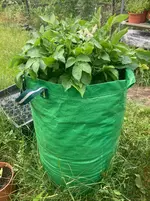 Sac-Kartoffeln*26-05-31*01.webp