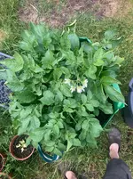 Sac-Kartoffeln*26-05-31*02.webp