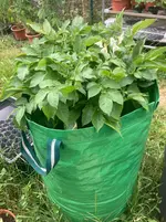 Sac-Kartoffeln*26-05-31*03.webp