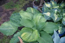 DSC01253.webp