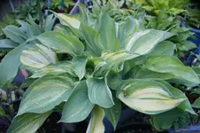 DSC01256.webp