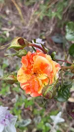 IMG_8653.webp