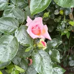 IMG_8616.webp