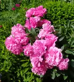 IMG_20260601_103635.webp