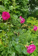 IMG_20260601_103754.webp