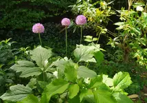IMG_20260601_103814.webp