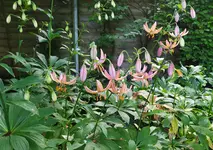 IMG_20260601_104205.webp