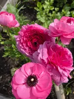 IMG_0233.webp