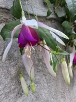 Einzelblüte Hängefuchsie 01.06.2026.webp