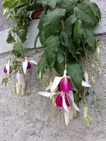 Hängefuchsie 01.06.2026.webp