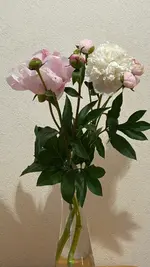 IMG_8679.webp