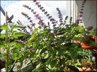 c048.webp