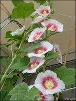 c049.webp