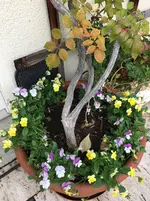 Violen Hornveilchen.webp Violen Hornveilchen.webp