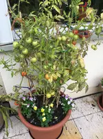 Tomaten-Kübel 40 Lit.webp Tomaten-Kübel 40 Lit.webp