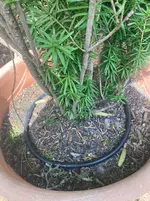 Tropf-Bewässerung_im Kübel Taxus_01.webp Tropf-Bewässerung_im Kübel Taxus_01.webp