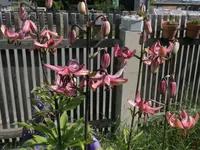 2026Lilie1.webp