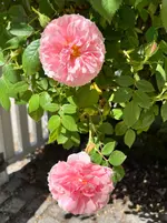 IMG_2648.webp