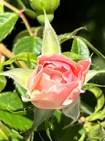 IMG_2632.webp