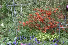 Zierquitte0325.webp