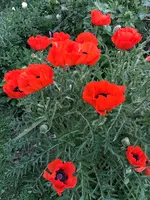 Mohnblüten 03.06.26.webp