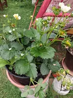 Erdbeeren für Faule 03.06.26.webp