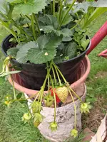 Erdbeeren im Topf 03.06.26.webp