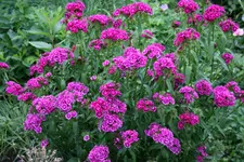 Bartnelken  0222.webp