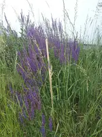 IMG_20260603_202629564.webp