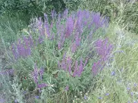 IMG_20260603_202655368.webp