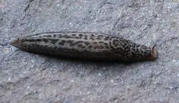 Tigerschnegel 0224.webp