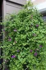 Kletterndes Löwenmäulchen  0724.webp