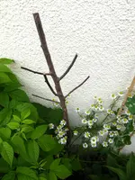 018.webp