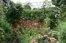Knöterich0317.webp